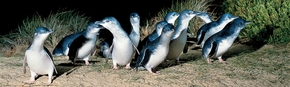 Penguin Parade